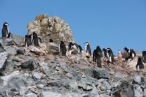Colonie de manchots jugulaire en Antarctique. © Philip Plisson / Plisson La Trinité / AA18679 - Nos reportages photos - Faune
