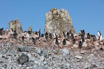 Colonie de manchots jugulaire en Antarctique. © Philip Plisson / Plisson La Trinité / AA18680 - Nos reportages photos - Faune