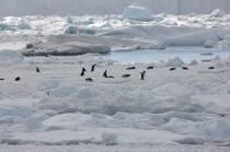 Manchots Adelie en Antarctique. © Philip Plisson / Plisson La Trinité / AA18685 - Nos reportages photos - Faune