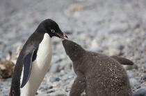 Adelie penguin in Antarctica. © Philip Plisson / Plisson La Trinité / AA18686 - Photo Galleries - Adelie penguin