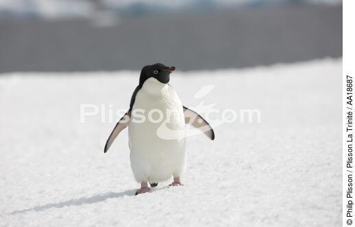 Adelie penguin in Antarctica. - © Philip Plisson / Plisson La Trinité / AA18687 - Photo Galleries - Adelie penguin