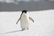 Adelie penguin in Antarctica. © Philip Plisson / Plisson La Trinité / AA18687 - Photo Galleries - Seabird