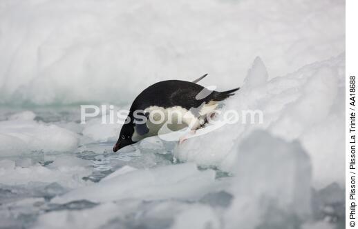 Adelie penguin in Antarctica. - © Philip Plisson / Plisson La Trinité / AA18688 - Photo Galleries - Antarctica