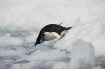 Adelie penguin in Antarctica. © Philip Plisson / Plisson La Trinité / AA18688 - Photo Galleries - Seabird