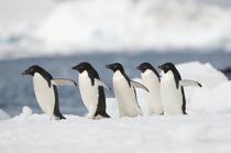 Manchots Adelie en Antarctique. © Philip Plisson / Plisson La Trinité / AA18689 - Nos reportages photos - Oiseau marin