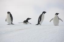 Manchots Adelie en Antarctique. © Philip Plisson / Plisson La Trinité / AA18690 - Nos reportages photos - Manchot Adelie