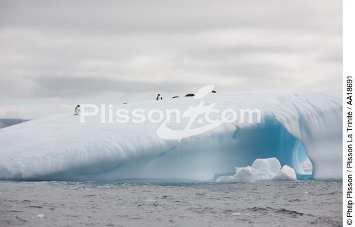 Manchots Adelie en Antarctique. - © Philip Plisson / Plisson La Trinité / AA18691 - Nos reportages photos - Glace
