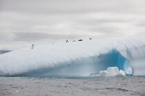 Manchots Adelie en Antarctique. © Philip Plisson / Plisson La Trinité / AA18691 - Nos reportages photos - Manchot Adelie