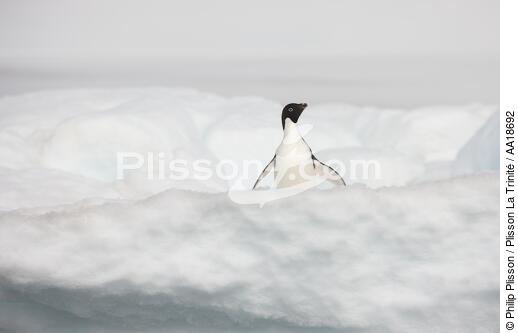 Manchot Adelie en Antarctique. - © Philip Plisson / Plisson La Trinité / AA18692 - Nos reportages photos - Oiseau marin