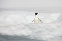 Adelie penguin in Antarctica. © Philip Plisson / Plisson La Trinité / AA18692 - Photo Galleries - Seabird