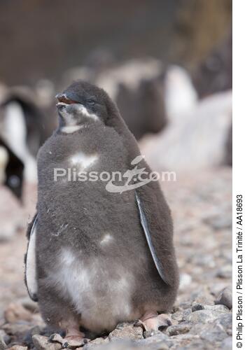 Jeune manchot Adelie en Antarctique. - © Philip Plisson / Plisson La Trinité / AA18693 - Nos reportages photos - Antarctique