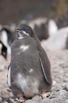 Jeune manchot Adelie en Antarctique. © Philip Plisson / Plisson La Trinité / AA18693 - Nos reportages photos - Faune