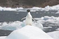 Manchot Adelie en Antarctique. © Philip Plisson / Plisson La Trinité / AA18694 - Nos reportages photos - Faune