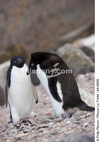 Manchots Adelie en Antarctique. - © Philip Plisson / Plisson La Trinité / AA18695 - Nos reportages photos - Antarctique