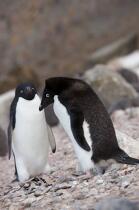 Manchots Adelie en Antarctique. © Philip Plisson / Plisson La Trinité / AA18695 - Nos reportages photos - Manchot Adelie