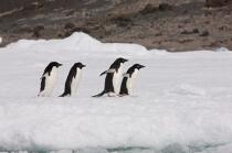 Manchots Adelie en Antarctique. © Philip Plisson / Plisson La Trinité / AA18696 - Nos reportages photos - Manchot Adelie