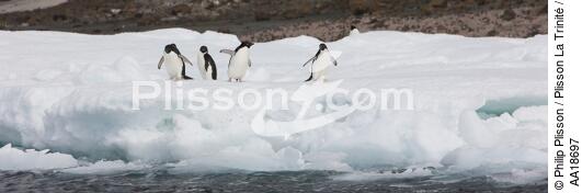 Manchots Adelie en Antarctique. - © Philip Plisson / Plisson La Trinité / AA18697 - Nos reportages photos - Manchot Adelie