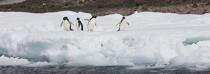 Adelie penguins in Antarctica. © Philip Plisson / Plisson La Trinité / AA18697 - Photo Galleries - Adelie penguin