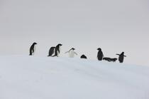 Adelie penguins in Antarctica. © Philip Plisson / Plisson La Trinité / AA18698 - Photo Galleries - Adelie penguin