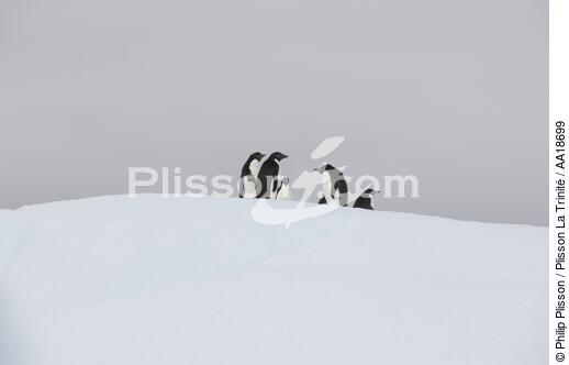 Manchots Adelie en Antarctique. - © Philip Plisson / Plisson La Trinité / AA18699 - Nos reportages photos - Antarctique