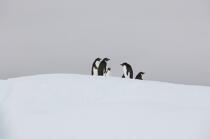 Manchots Adelie en Antarctique. © Philip Plisson / Plisson La Trinité / AA18699 - Nos reportages photos - Faune