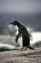 Manchot Adelie en Antarctique. © Philip Plisson / Plisson La Trinité / AA18700 - Nos reportages photos - Manchot Adelie