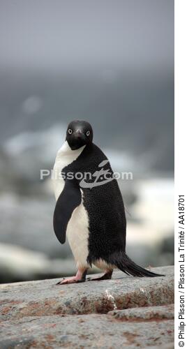 Manchot Adelie en Antarctique. - © Philip Plisson / Plisson La Trinité / AA18701 - Nos reportages photos - Manchot Adelie