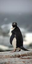 Adelie penguin in Antarctica. © Philip Plisson / Plisson La Trinité / AA18701 - Photo Galleries - Adelie penguin