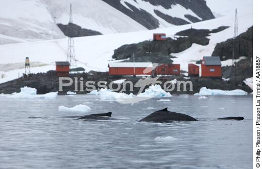 Baleine devant la base de Neko en Antarctique. - © Philip Plisson / Plisson La Trinité / AA18857 - Nos reportages photos - Baleine