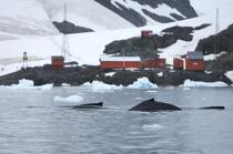 Baleine devant la base de Neko en Antarctique. © Philip Plisson / Plisson La Trinité / AA18857 - Nos reportages photos - Site (Antarctique)