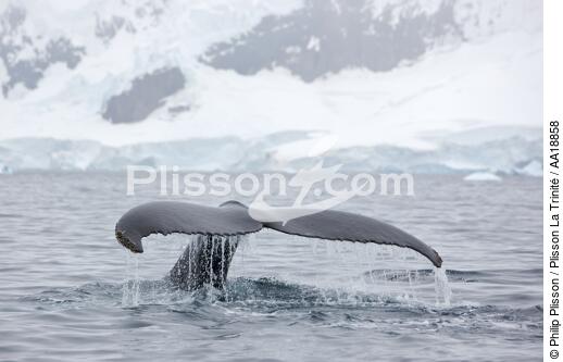 Whale in front of Neko base in Antarctica. - © Philip Plisson / Plisson La Trinité / AA18858 - Photo Galleries - Site of interest (Antarctica)