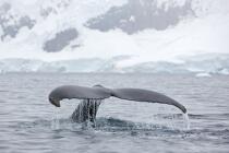 Baleine devant la base de Neko en Antarctique. © Philip Plisson / Plisson La Trinité / AA18858 - Nos reportages photos - Base de Neko