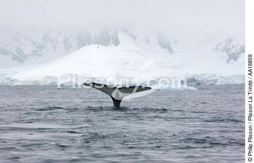 Baleine devant la base de Neko en Antarctique. - © Philip Plisson / Plisson La Trinité / AA18859 - Nos reportages photos - Mammifère marin