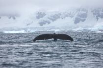 Baleine devant la base de Neko en Antarctique. © Philip Plisson / Plisson La Trinité / AA18860 - Nos reportages photos - Site (Antarctique)