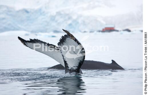 Baleine devant la base de Neko en Antarctique. - © Philip Plisson / Plisson La Trinité / AA18861 - Nos reportages photos - Mammifère marin