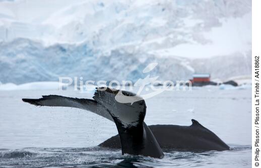 Baleine devant la base de Neko en Antarctique. - © Philip Plisson / Plisson La Trinité / AA18862 - Nos reportages photos - Antarctique