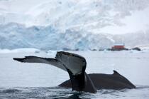 Baleine devant la base de Neko en Antarctique. © Philip Plisson / Plisson La Trinité / AA18862 - Nos reportages photos - Antarctique