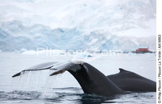 Whale in front of Neko base in Antarctica. - © Philip Plisson / Plisson La Trinité / AA18863 - Photo Galleries - Site of interest (Antarctica)