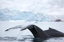 Baleine devant la base de Neko en Antarctique. © Philip Plisson / Plisson La Trinité / AA18863 - Nos reportages photos - Site (Antarctique)