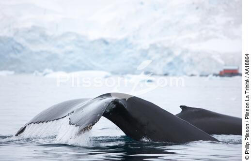 Baleine devant la base de Neko en Antarctique. - © Philip Plisson / Plisson La Trinité / AA18864 - Nos reportages photos - Base de Neko