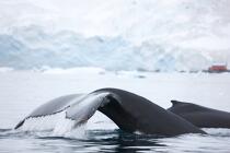Baleine devant la base de Neko en Antarctique. © Philip Plisson / Plisson La Trinité / AA18864 - Nos reportages photos - Site (Antarctique)