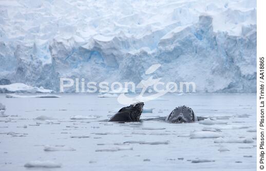 Baleine devant la base de Neko en Antarctique. - © Philip Plisson / Plisson La Trinité / AA18865 - Nos reportages photos - Antarctique