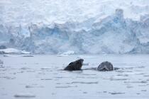 Baleine devant la base de Neko en Antarctique. © Philip Plisson / Plisson La Trinité / AA18865 - Nos reportages photos - Site (Antarctique)
