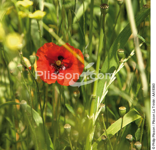 Poppy. - © Philip Plisson / Plisson La Trinité / AA19360 - Photo Galleries - Flora