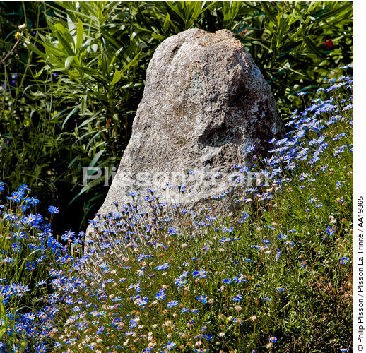 Fleurs celtes. - © Philip Plisson / Plisson La Trinité / AA19365 - Nos reportages photos - Fleur