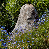Celtic flowers. © Philip Plisson / Plisson La Trinité / AA19365 - Photo Galleries - Megalith