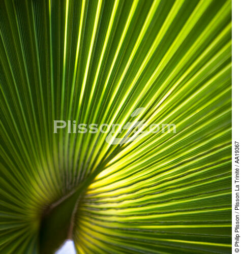Palmier. - © Philip Plisson / Plisson La Trinité / AA19367 - Nos reportages photos - Flore