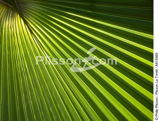 Palm tree. - © Philip Plisson / Plisson La Trinité / AA19369 - Photo Galleries - Flora