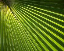 Palm tree. © Philip Plisson / Plisson La Trinité / AA19369 - Photo Galleries - Palm tree