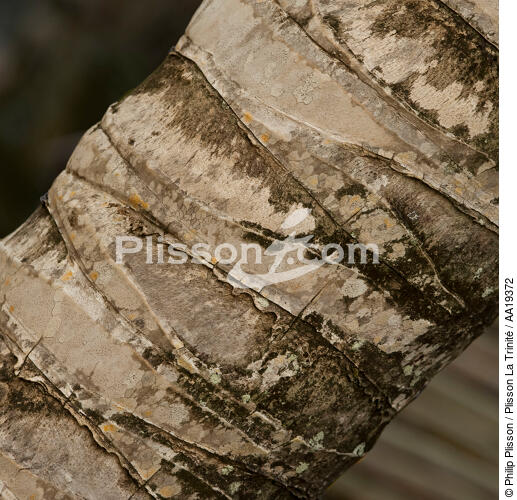 Coconut tree. - © Philip Plisson / Plisson La Trinité / AA19372 - Photo Galleries - Vegetal